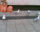 050621.caroline_Street_t.gif