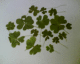 050625.4leaf_t.gif
