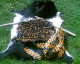 050629.a.startcowbag_t.gif