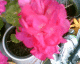 050703.0.1_t.gif