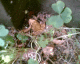 050704a.FrogInClover_t.gif