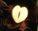 050717.anus_t.gif