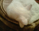 050831.catonzebra_t.gif