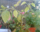 050906.chillie_t.gif