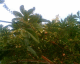 050906.passion_t.gif