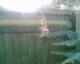 050908.Spider_t.gif
