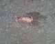 050909.rat_t.gif