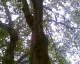 051007.parrots_t.gif