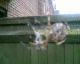 051013.spiderpreg_t.gif