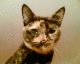 051015.Iz_t.gif