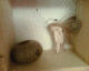 051024.corneredfairy_t.gif