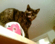 051112.Iz_t.gif