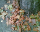 051113.autumn1_t.gif