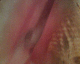 051124.shell_t.gif