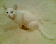 051218.Cwtch_t.gif