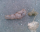 051219.dog_turd1_t.gif