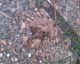 051219.dog_turd2_t.gif