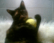 051227.catch_t.gif