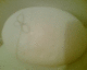060216.PubicFlower_t.gif