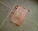 060227.curry_splat_t.gif
