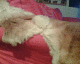 060318.fur_arm2_t.gif
