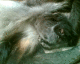 060405.Zoomex9_t.gif