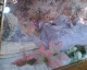 060407.Guadaloupe16_t.gif