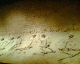060413.Antropologica32_t.gif