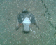 060425.Dead_bird_t.gif