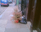 060511.old-tree_t.gif