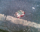060515.squashed_dreams_t.gif
