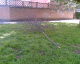 060522.tree_sleep_t.gif