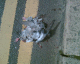 060523.dead_t.gif