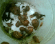 060604.Slug_pot1_t.gif