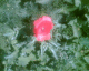 060608.foundry_poppy_t.gif