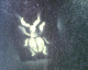060609.G_beetle_t.gif