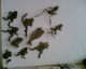 060612.Flint_Frogs_t.gif