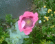 060617.garden_2_t.gif