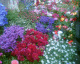 060618.Columbia_Rd_t.gif