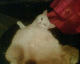 060623.fluff_bucket_t.gif