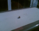 060626.potato_coushin_t.gif