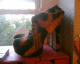 060627.Viv_shoes_t.gif