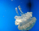 060708.aquarium_t.gif