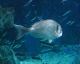 060708.fish_t.gif