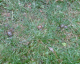 060709.3_snails_t.gif