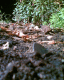 060715.blue-Butterfly.v0_t.gif