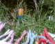 060718.Sunbath_t.gif
