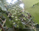 060723.Eastend_grapes_t.gif