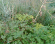 060724.hollyhock_t.gif