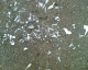 060813.shattered_t.gif